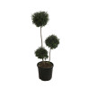Troène de Delavay - Ligustrum jonandrum 3 boules 120/140cm Pot 20L