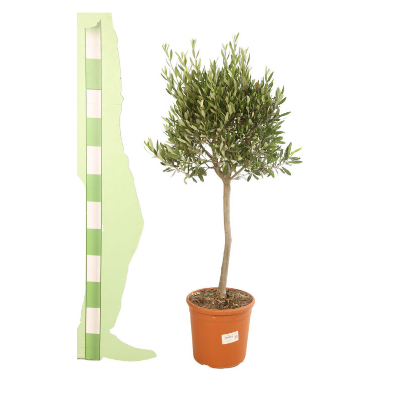 Olivier d’Europe 120/140cm - Olea europaea Tige Pot 10L