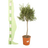 Olivier d’Europe 120/140cm - Olea europaea Tige Pot 10L