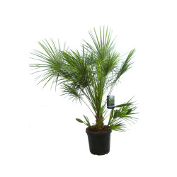 Palmier nain - Chamaerops humilis 120/140cm Pot 30L