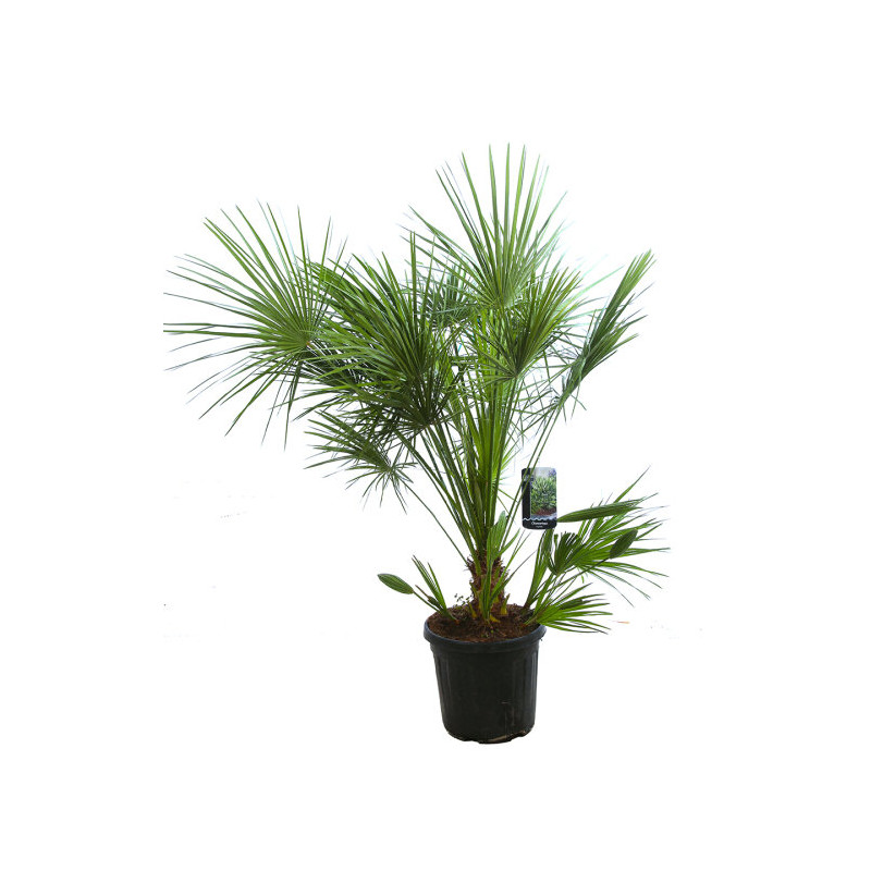 Palmier nain - Chamaerops humilis 120/140cm Pot 30L