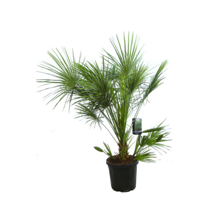 Palmier nain - Chamaerops humilis 120/140cm Pot 30L