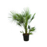 Palmier nain - Chamaerops humilis 120/140cm Pot 30L