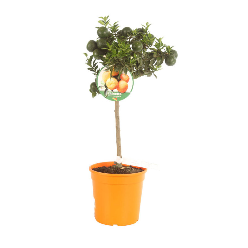 Bigaradier Chinotto - Citrus aurantium Chinotto Mini tige 65cm Pot 5L