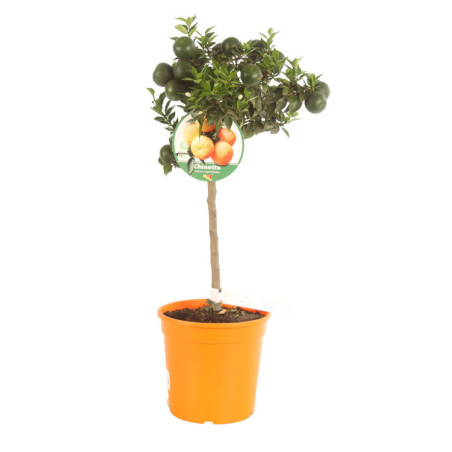 Bigaradier Chinotto - Citrus aurantium Chinotto Mini tige 65cm Pot 5L
