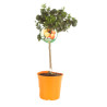 Bigaradier Chinotto - Citrus aurantium Chinotto Mini tige 65cm Pot 5L