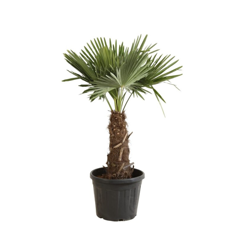 Palmier chanvre - Trachycarpus fortunei 120/140cm Pot 40L
