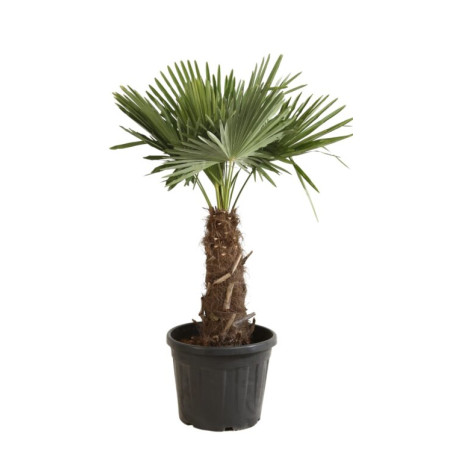 Palmier chanvre - Trachycarpus fortunei 120/140cm Pot 40L