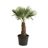 Palmier chanvre - Trachycarpus fortunei 120/140cm Pot 40L