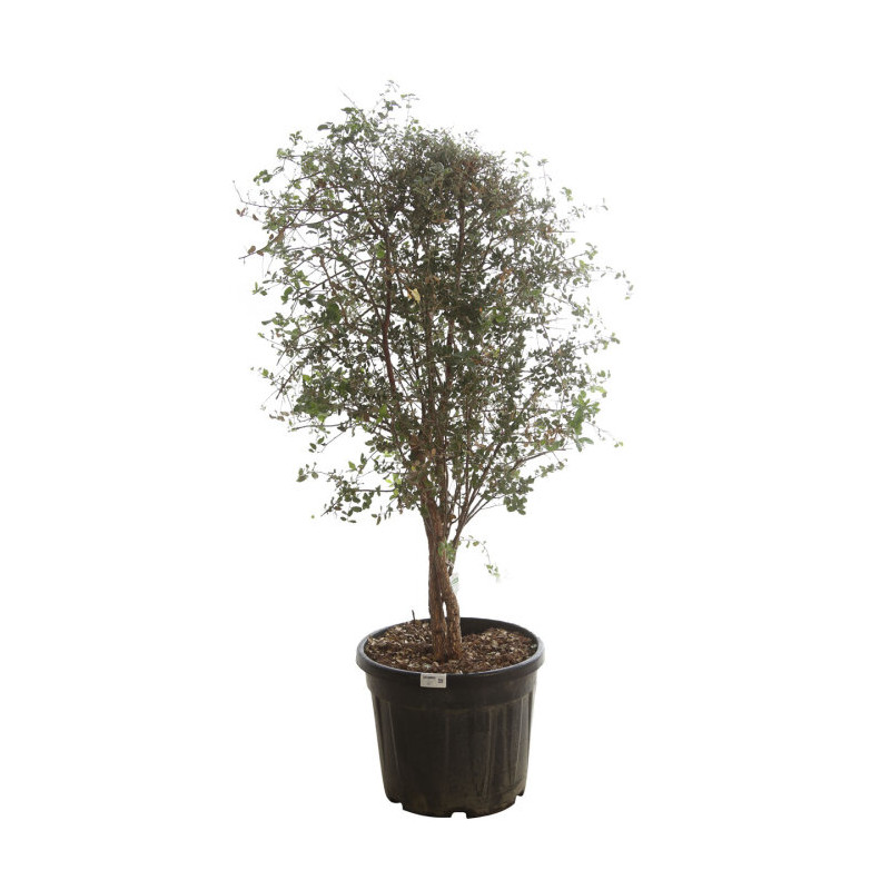 Chêne-liège - Quercus suber 125/145cm Pot 50L