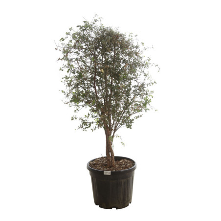 Chêne-liège - Quercus suber 125/145cm Pot 50L
