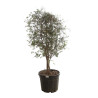 Chêne-liège - Quercus suber 125/145cm Pot 50L