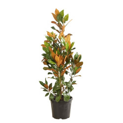 Magnolia à grandes fleurs Galissoniere - Magnolia grandiflora Galissoniere 125/145cm Pot 30L