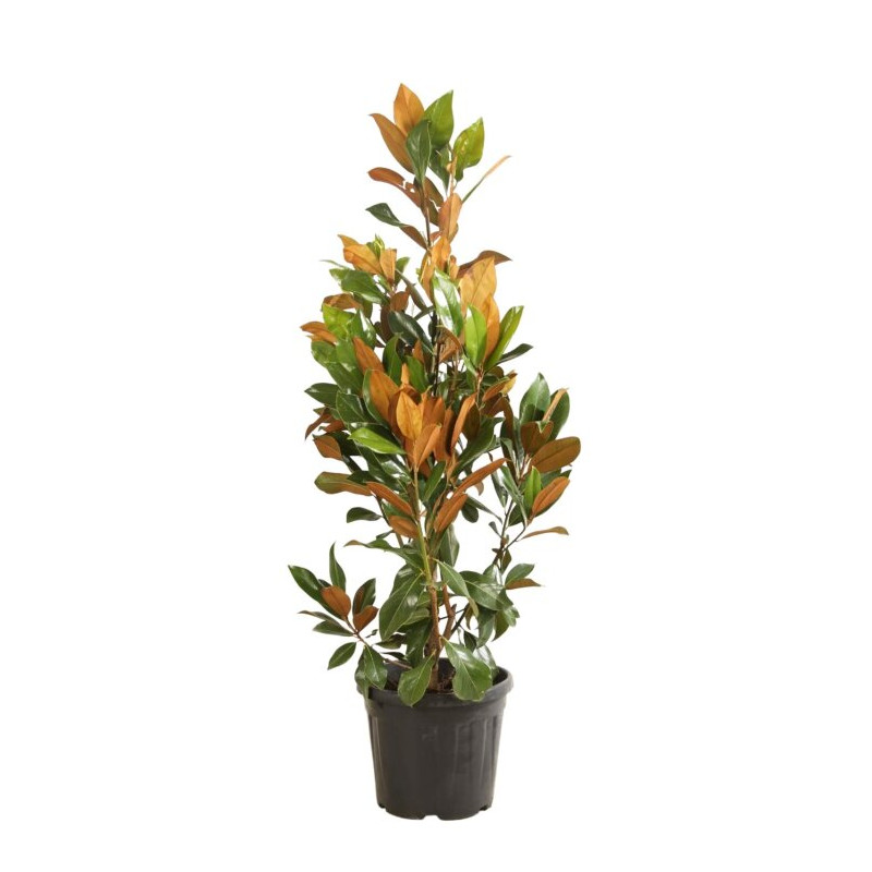 Magnolia à grandes fleurs Galissoniere - Magnolia grandiflora Galissoniere 125/145cm Pot 30L