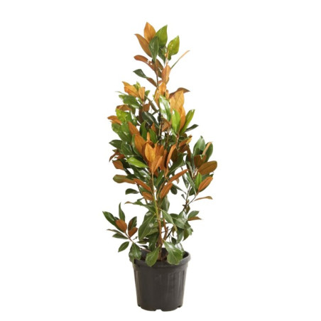 Magnolia à grandes fleurs Galissoniere - Magnolia grandiflora Galissoniere 125/145cm Pot 30L