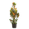 Magnolia à grandes fleurs Galissoniere - Magnolia grandiflora Galissoniere 125/145cm Pot 30L