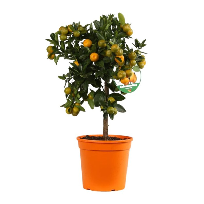 Calamondin - Citrus mitis Calamondin Mini tige 65cm Pot 5L