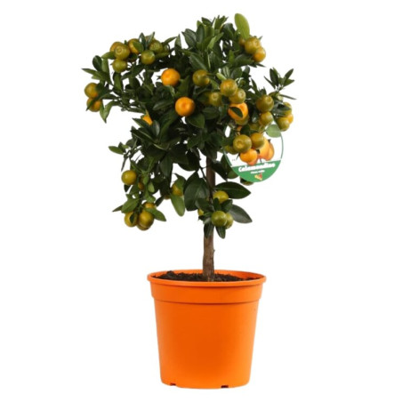 Calamondin - Citrus mitis Calamondin Mini tige 65cm Pot 5L