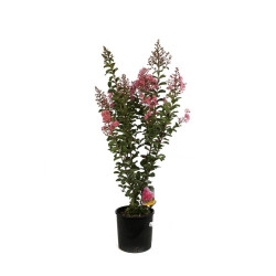 Lilas des Indes - Lagerstroemia indica 65cm Pot 9L