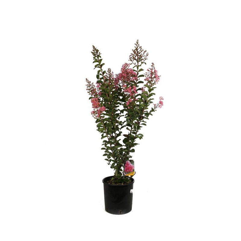 Lilas des Indes Lagerstroemia indica de 65 cm en pot de 9 litres