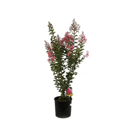 Lilas des Indes - Lagerstroemia indica 65cm Pot 9L