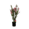Lilas des Indes - Lagerstroemia indica 65cm Pot 9L