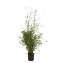 Bambou non traçant - Fargesia angustissima 125/145cm Pot 10L