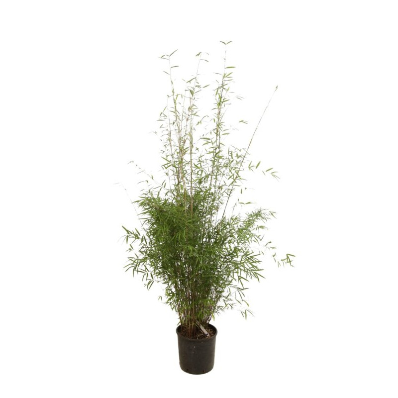 Bambou non traçant - Fargesia angustissima 125/145cm Pot 10L