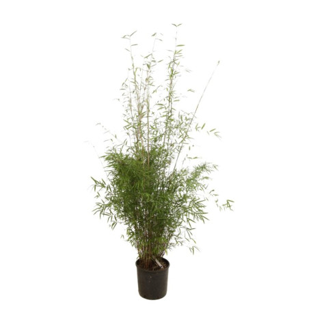 Bambou non traçant - Fargesia angustissima 125/145cm Pot 10L