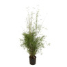Bambou non traçant - Fargesia angustissima 125/145cm Pot 10L