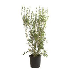 Filaire - Phillyrea angustifolia 125/145cm Pot 18L