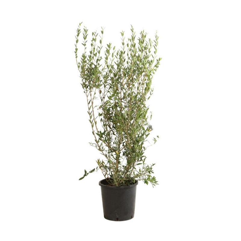 Filaire - Phillyrea angustifolia 125/145cm Pot 18L