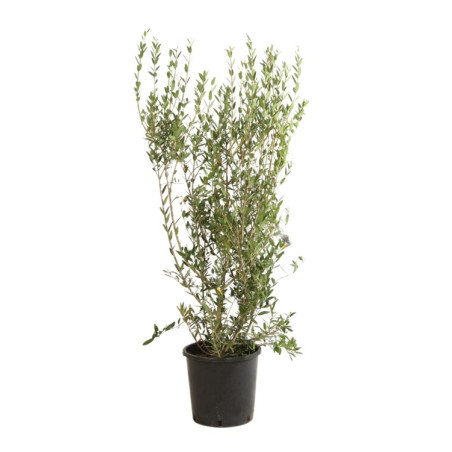Filaire - Phillyrea angustifolia 125/145cm Pot 18L