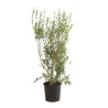 Filaire - Phillyrea angustifolia 125/145cm Pot 18L