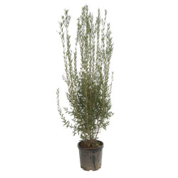 Filaire - Phillyrea angustifolia 125/150cm Pot 30L