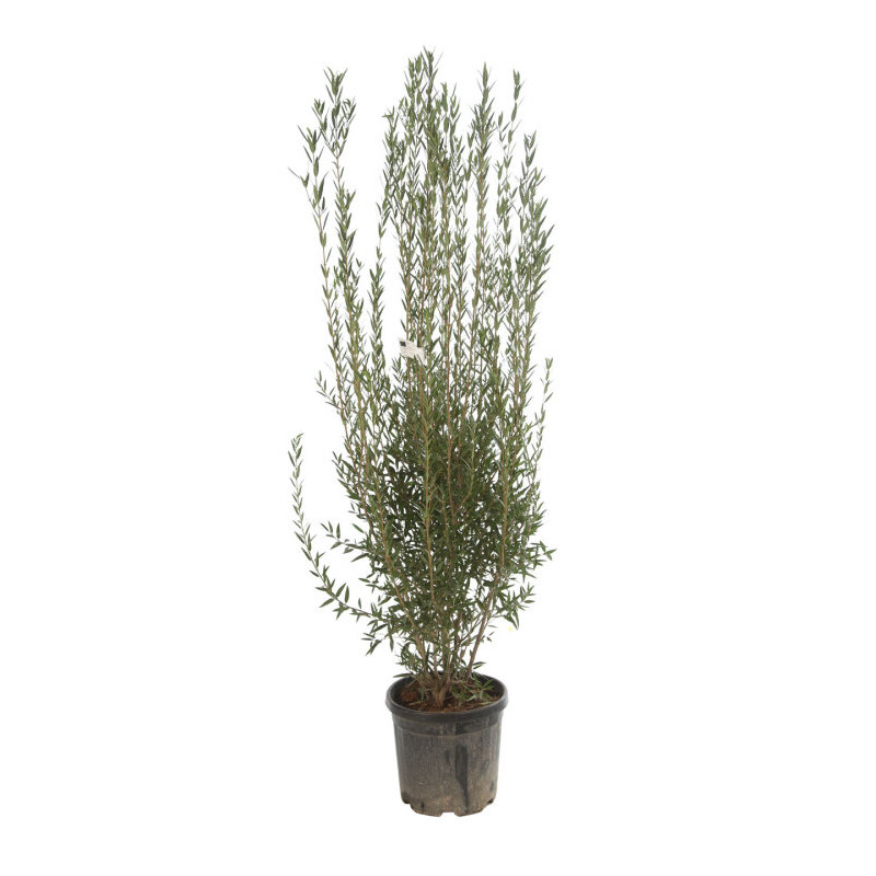 Filaire - Phillyrea angustifolia 125/150cm Pot 30L