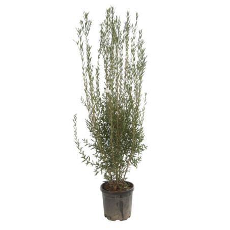 Filaire - Phillyrea angustifolia 125/150cm Pot 30L