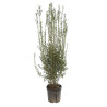 Filaire - Phillyrea angustifolia 125/150cm Pot 30L