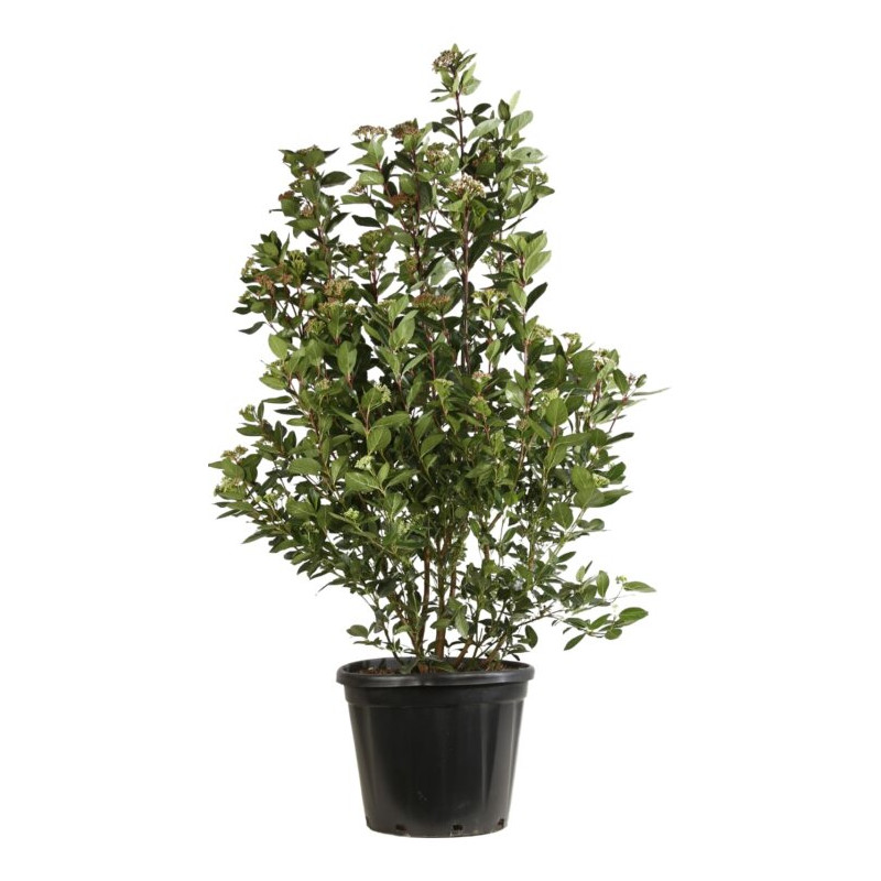 Laurier-tin - Viburnum tinus 125/145cm Pot 30L