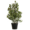 Laurier-tin - Viburnum tinus 125/145cm Pot 30L