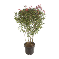 Photinia Red Robin - Photinia xfraseri Red Robin 125/145cm Pot 35L