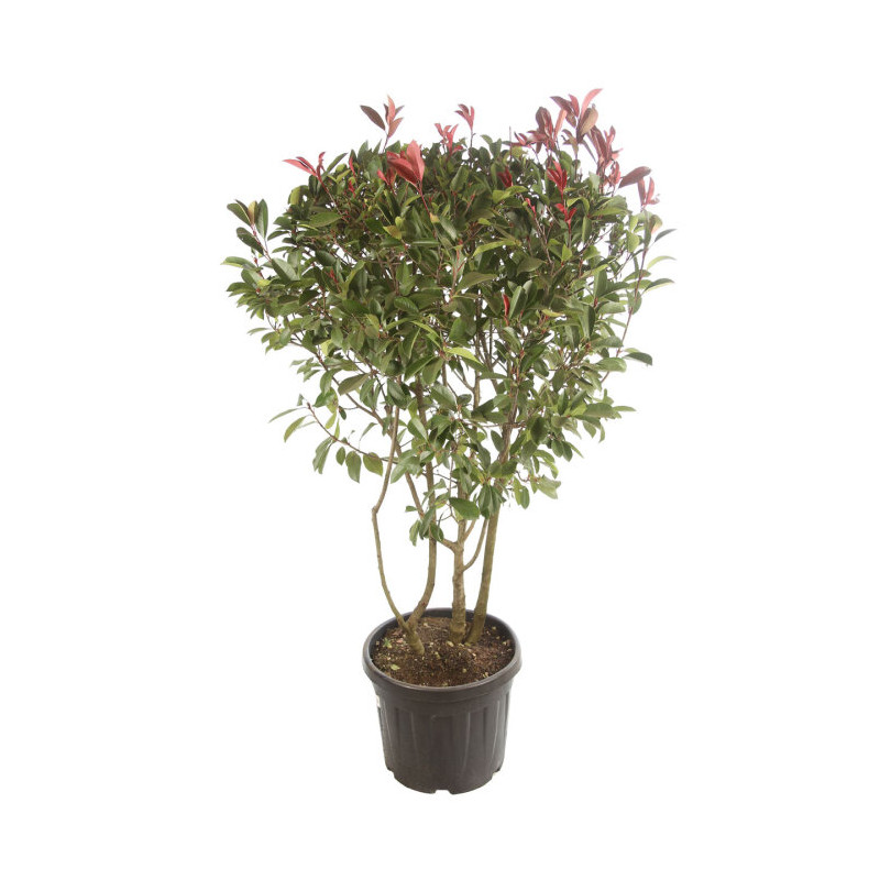 Photinia Red Robin - Photinia xfraseri Red Robin 125/145cm Pot 35L