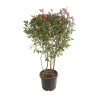 Photinia Red Robin - Photinia xfraseri Red Robin 125/145cm Pot 35L