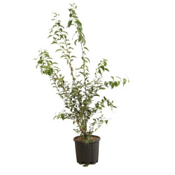 Troène du Japon - Ligustrum japonicum 125/145cm Pot 10L