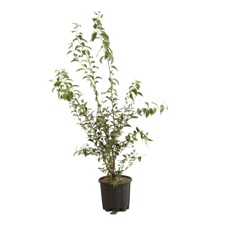 Troène du Japon - Ligustrum japonicum 125/145cm Pot 10L
