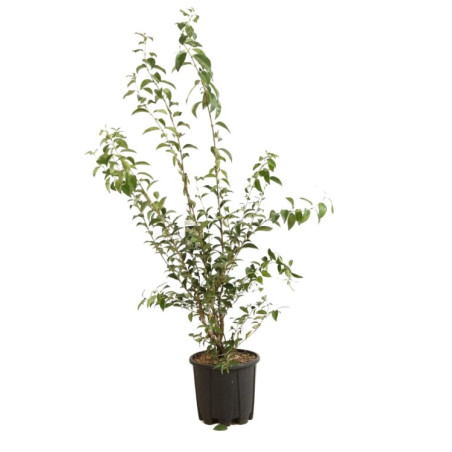 Troène du Japon - Ligustrum japonicum 125/145cm Pot 10L
