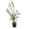 Troène du Japon - Ligustrum japonicum 125/145cm Pot 10L