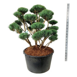 Pin sylvestre Watereri - Pinus sylvestris Watereri Bonsaï 125/150cm Pot 285L