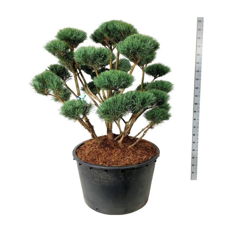Pin sylvestre Watereri - Pinus sylvestris Watereri Bonsaï 125/150cm Pot 285L