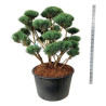 Pin sylvestre Watereri - Pinus sylvestris Watereri Bonsaï 125/150cm Pot 285L